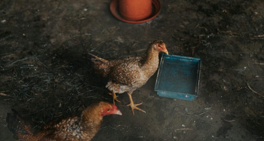 Beliebte Hühnerrassen: Eier, Fleisch und Hobbyhaltung