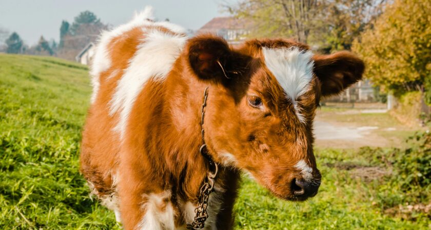 Gesundheit und Hygiene: Erkennung häufiger Krankheiten, Impfungen, Parasitenkontrolle und Stallhygiene für gesunde Bestände