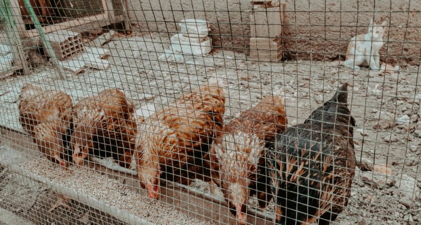 Fütterung und Ernährung von Hühnern: Grundlagen, Futterarten und Fütterungspläne
